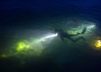 dive, diver, night diving