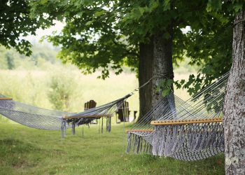 tree, hammocks, trees